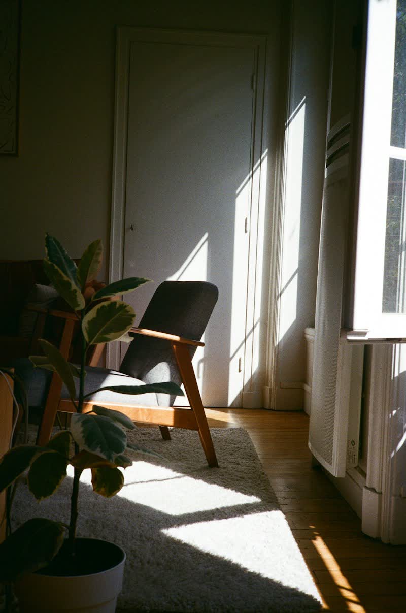 Sala com poltrona, plantas e luz de fim de tarde entrando pela janela
